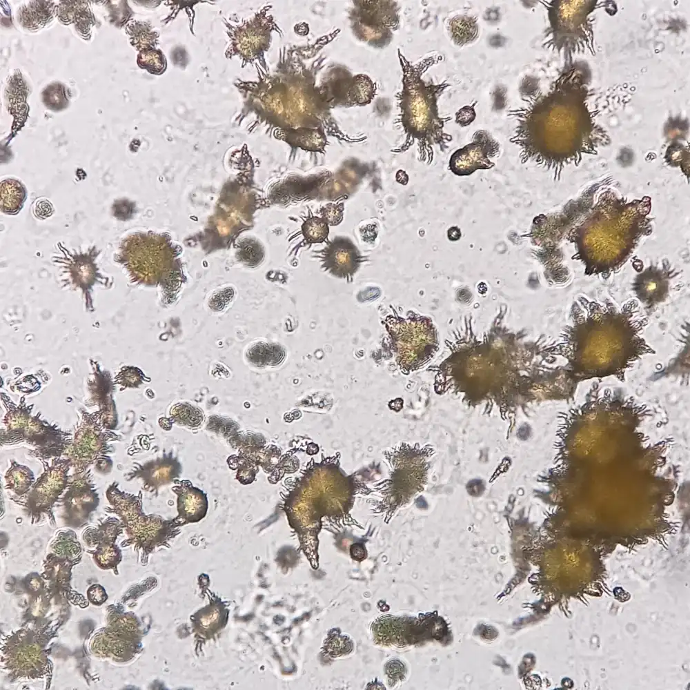 <p>“Thorny Apples”</p><p>AKA</p>