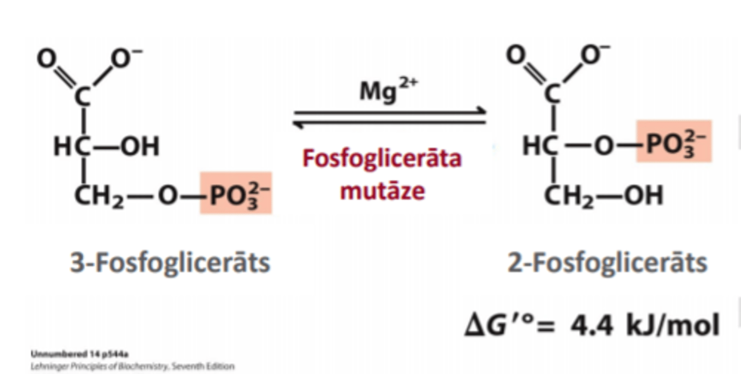 <p>3-fosfoglicerāts --> 2-fosfoglicerāts</p><p>enzīms - fosfoglicerāta mutāze</p>