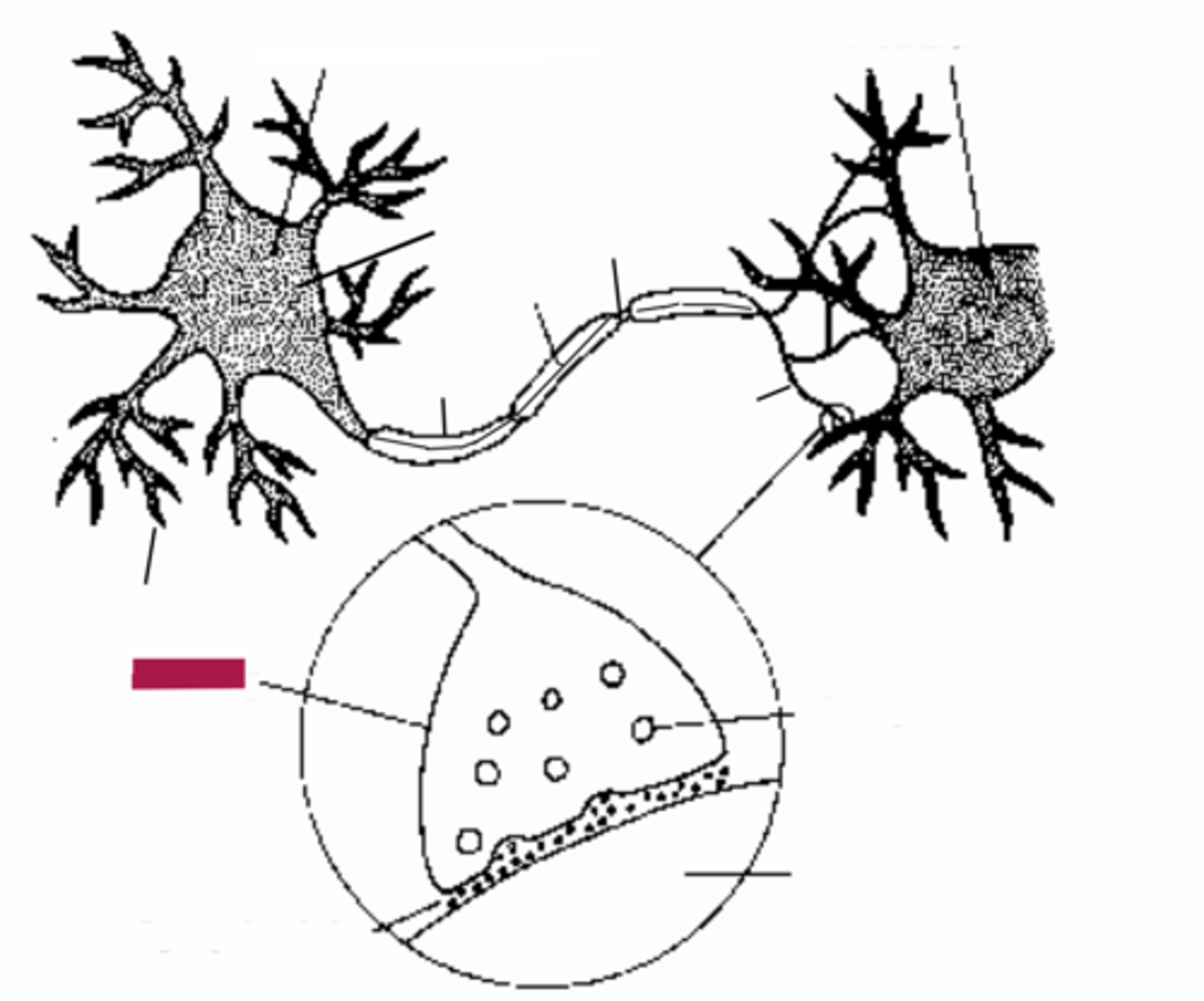 <p>The terminal region of telodendria that houses synaptic vesicles</p>