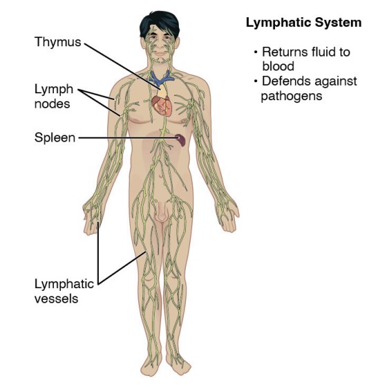 <p>immune system (technically a circulatory system)</p><p>-contains:</p><ol><li><p>thymus</p></li><li><p>lymph nodes</p></li><li><p>spleen</p></li><li><p>lymphatic vessels</p></li></ol><p>-function:</p><ol><li><p>returns fluid to blood</p></li><li><p>defends against pathogens - deals with how we defend ourselves from aggression from outside and how we defend ourselves from infection</p></li></ol><p></p>