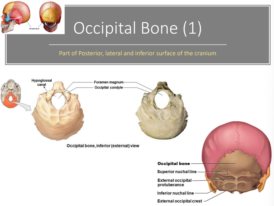 <ul><li><p>Hypoglossal Canal</p></li><li><p>Foramen magnum</p></li><li><p>Occipital condyle</p></li><li><p>Occipital bone</p></li><li><p>Superior nuchal line</p></li><li><p>External occipital protuberance</p></li><li><p>Inferior nuchal line External occipital crest</p></li></ul>