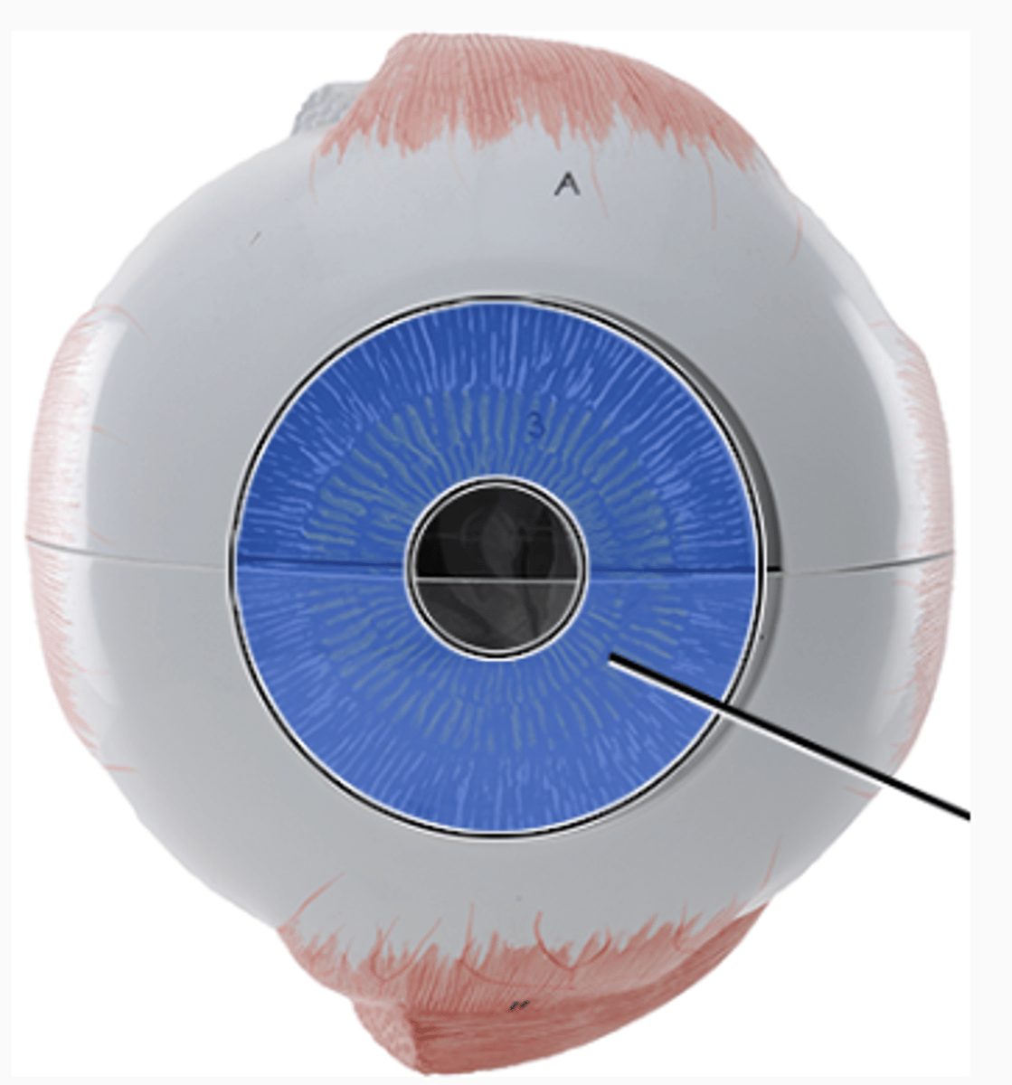 <p>Colored part of the eye</p>