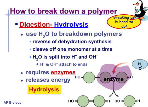 <p>How do you break down a polymer?</p>