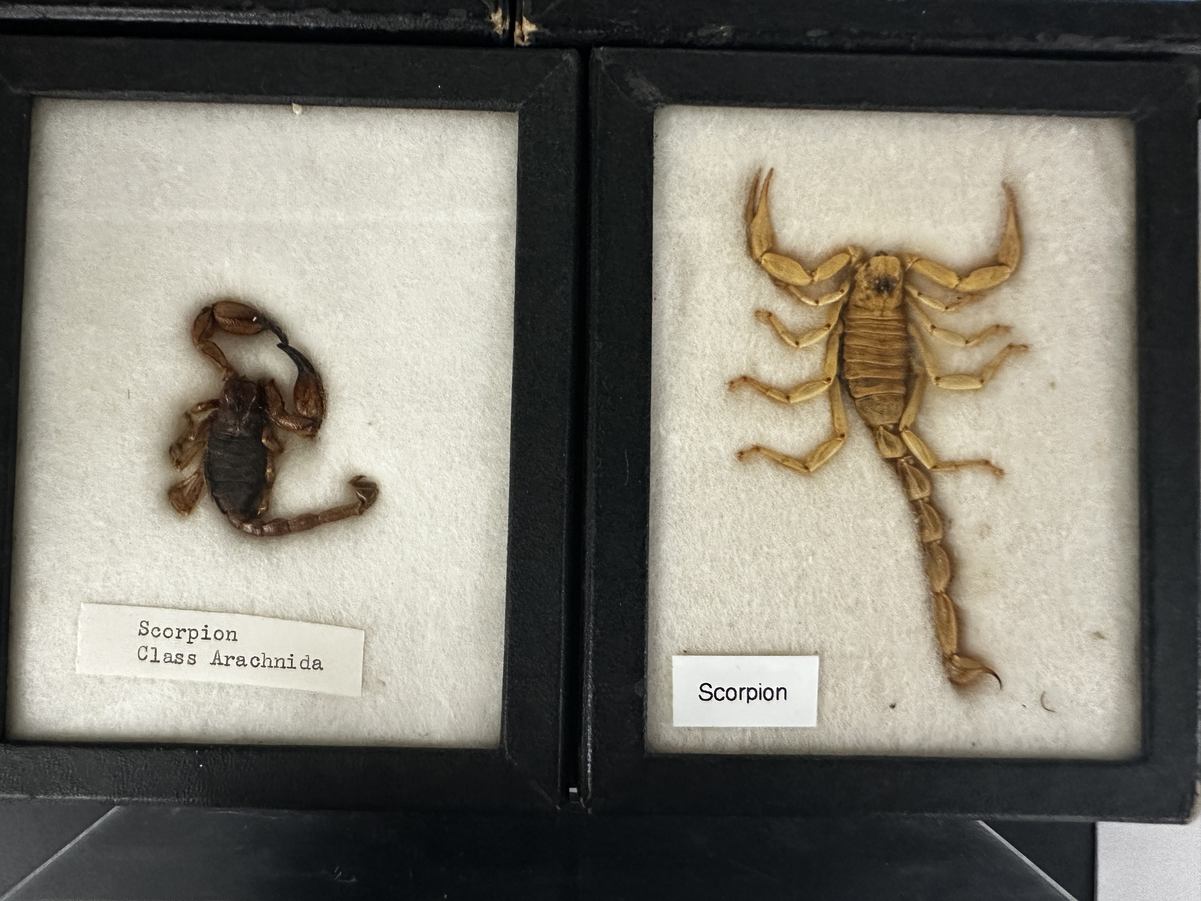 <p>Identify (Grouping(s), Phylum, Subphylum)</p>