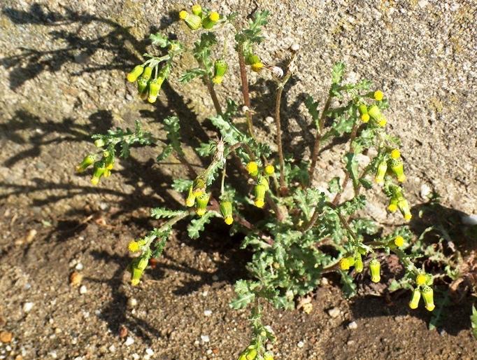 <p>Senecio vulgaris - Asteraceae</p>