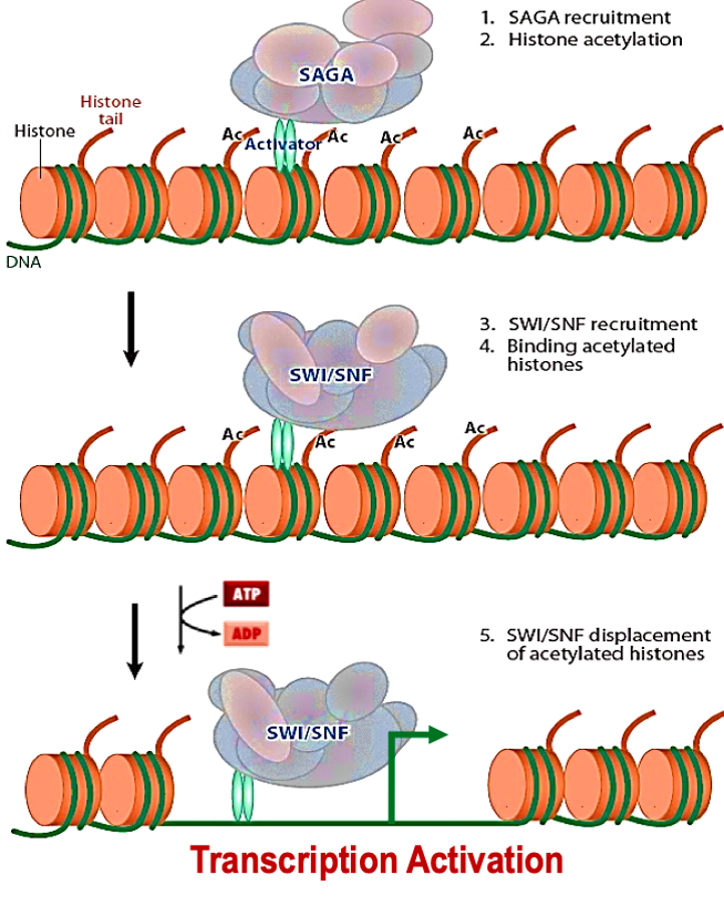 <ol><li><p>Activator recruits SAGA-HAT (writer) and acetylates histones near gene promoters. </p></li><li><p>[TA + Ac-Histones] recruit the SWI/SNF remodeling complex via SWI/SNF bromodomain that recognizes and binds acetylated histones. </p></li><li><p>SWI/SNF + ATP displace acetylated histones near the promoter and form a nucleosome free region. </p></li><li><p>TBP + TFIID + PIC assemble at the nucleosome free “naked DNA” and initiate gene transcription </p></li></ol><p></p>