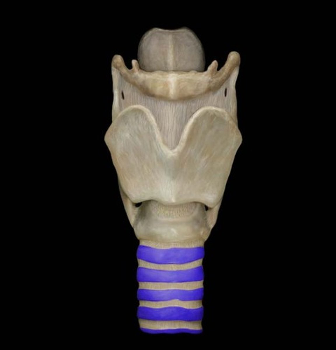 <p>C shaped rings of cartilage that give support to the trachea</p>
