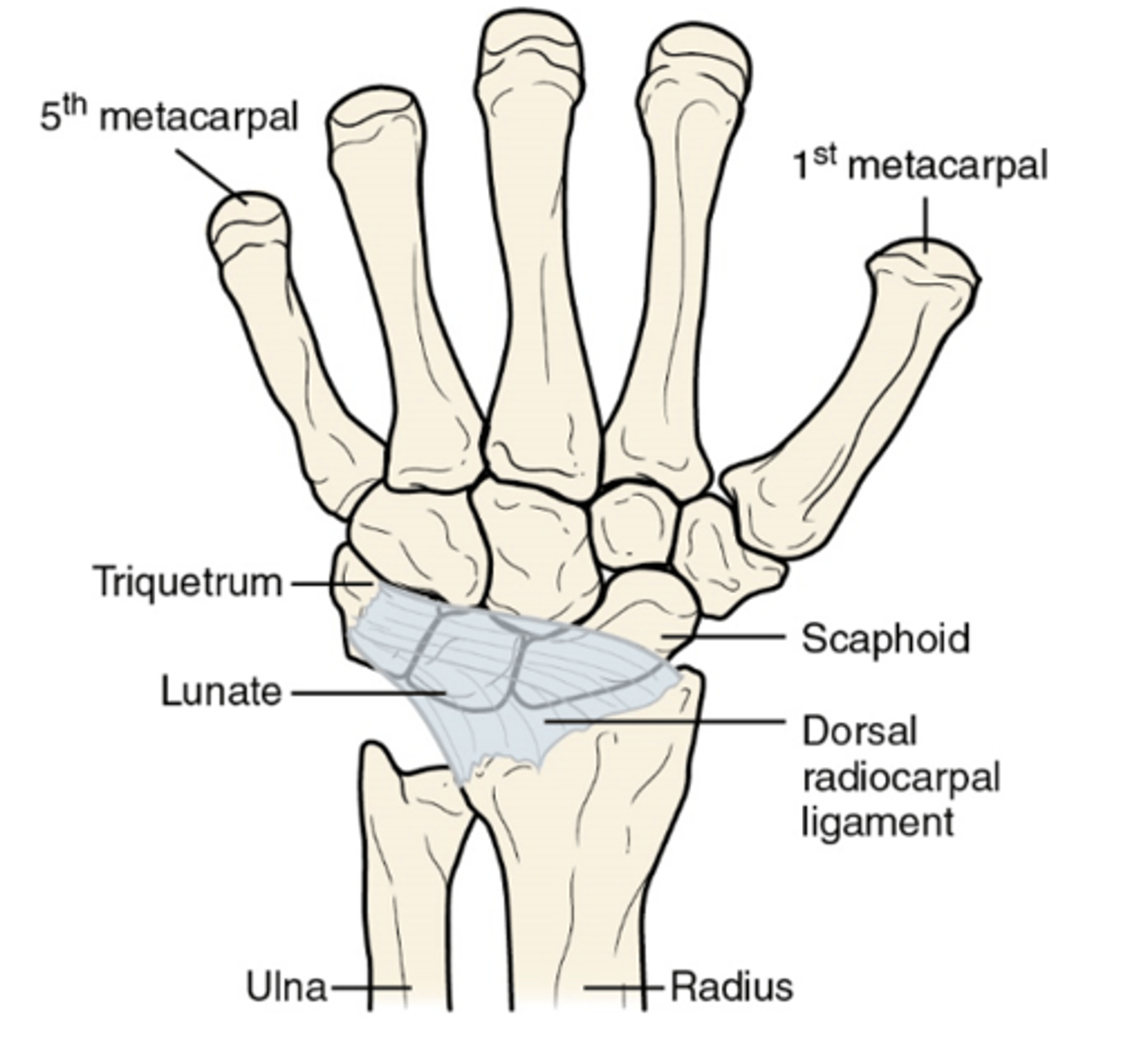 <p>- attaches to dorsal surface of distal radius and to dorsal surfaces of scaphoid, lunate, and triquetrum</p><p>- reinforces posterior aspect of capsule</p><p>- limits wrist flexion</p>