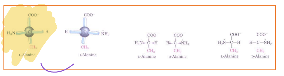 <p><strong>Enantiomers </strong>are <strong>Mirror Images</strong>. When we synthesize proteins you get <span style="color: red;"><strong>L and D forms of Amino Acids</strong></span>, which one is present/use in biological proteins? </p>