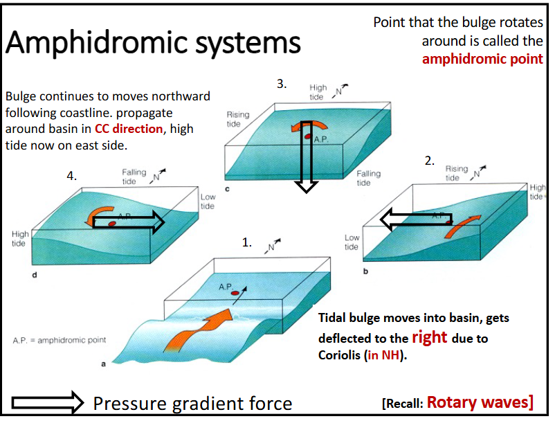 <p>-point that the bulge rotates around is called the amphidromic point, where the ocean surface/bulge isn’t moving</p><p>-bulge continues to move northward following coastline, propagates around basin in CC direction, high tide is now on the east side</p><p>-tidal bulge moves into basin, gets deflected to the <strong>right </strong>due to Coriolis (in NH)</p><p>-no tidal movement in the middle with lots of tidal movement on the edges</p><p>-creates a pressure gradient force [recall: rotary waves] which moves the water</p>