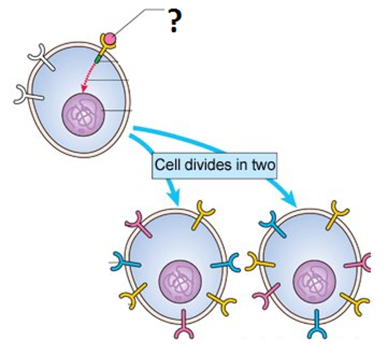 <p>compounds that stimulate nearby target cells to grow and divide</p>