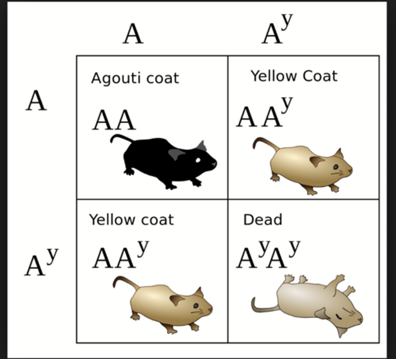 <p>only lethal if homozygous recessive</p>