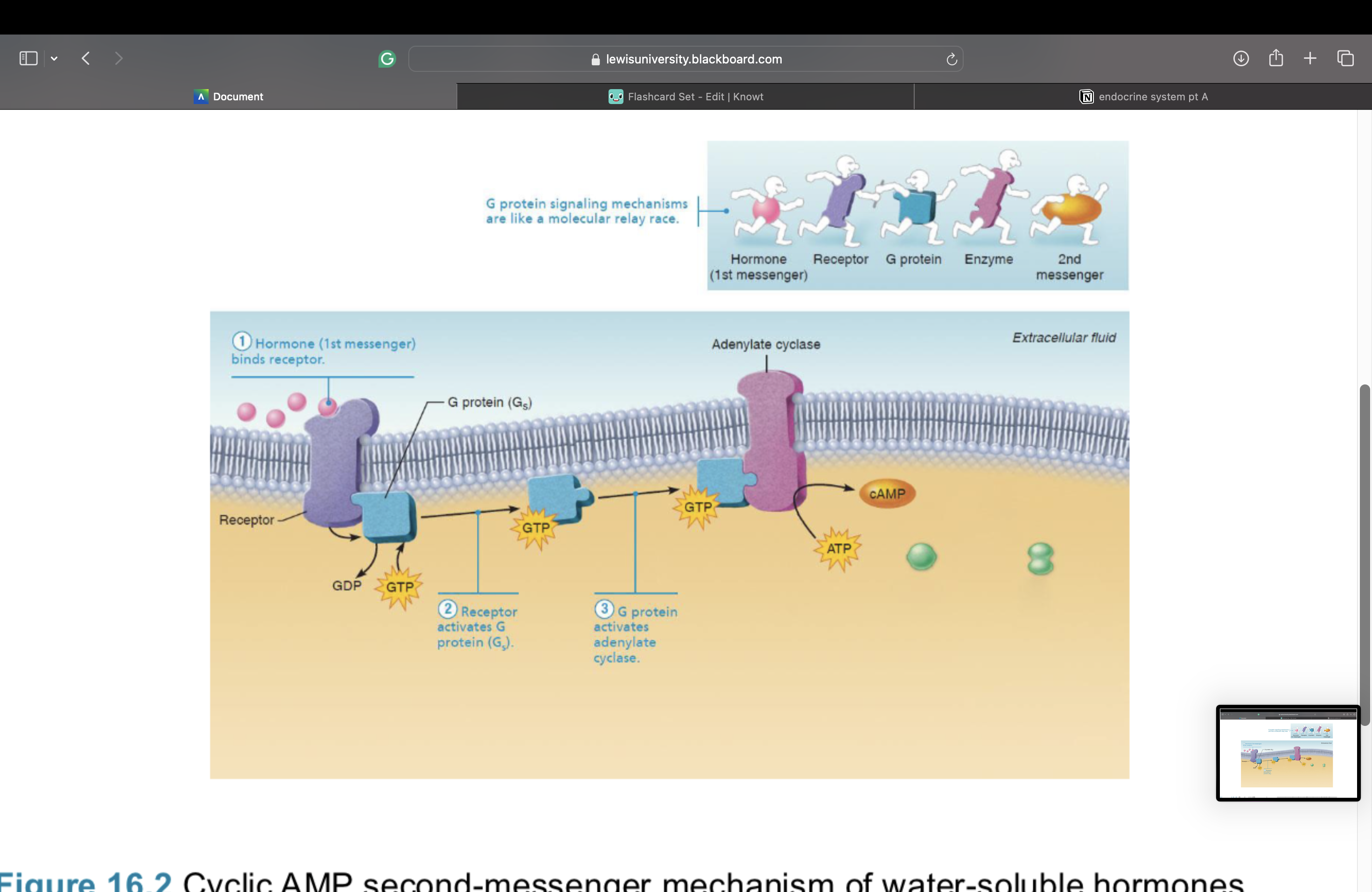 knowt flashcard image