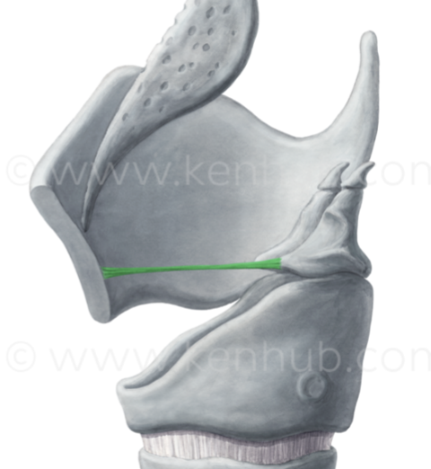 <p>What ligament is this?</p>