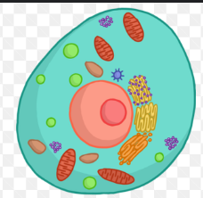 <p>What cell is this </p>