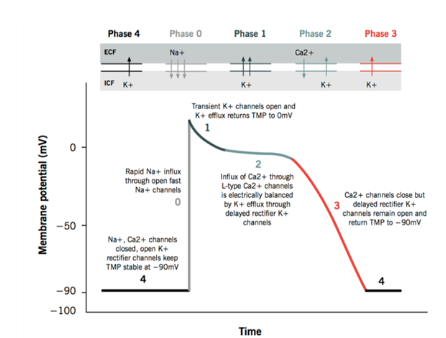 phases 0-3 

* can’t be re-excited 
* limits firing rate 

\
