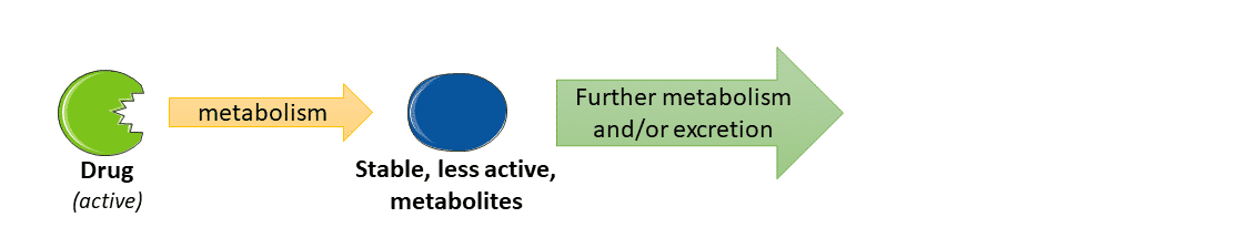 <ul><li><p>Stable Metabolites</p></li><li><p><span><span>which may be less lipophilic</span></span></p></li><li><p><span><span> and have a lower or no pharmacological activity</span></span></p></li></ul><p></p>