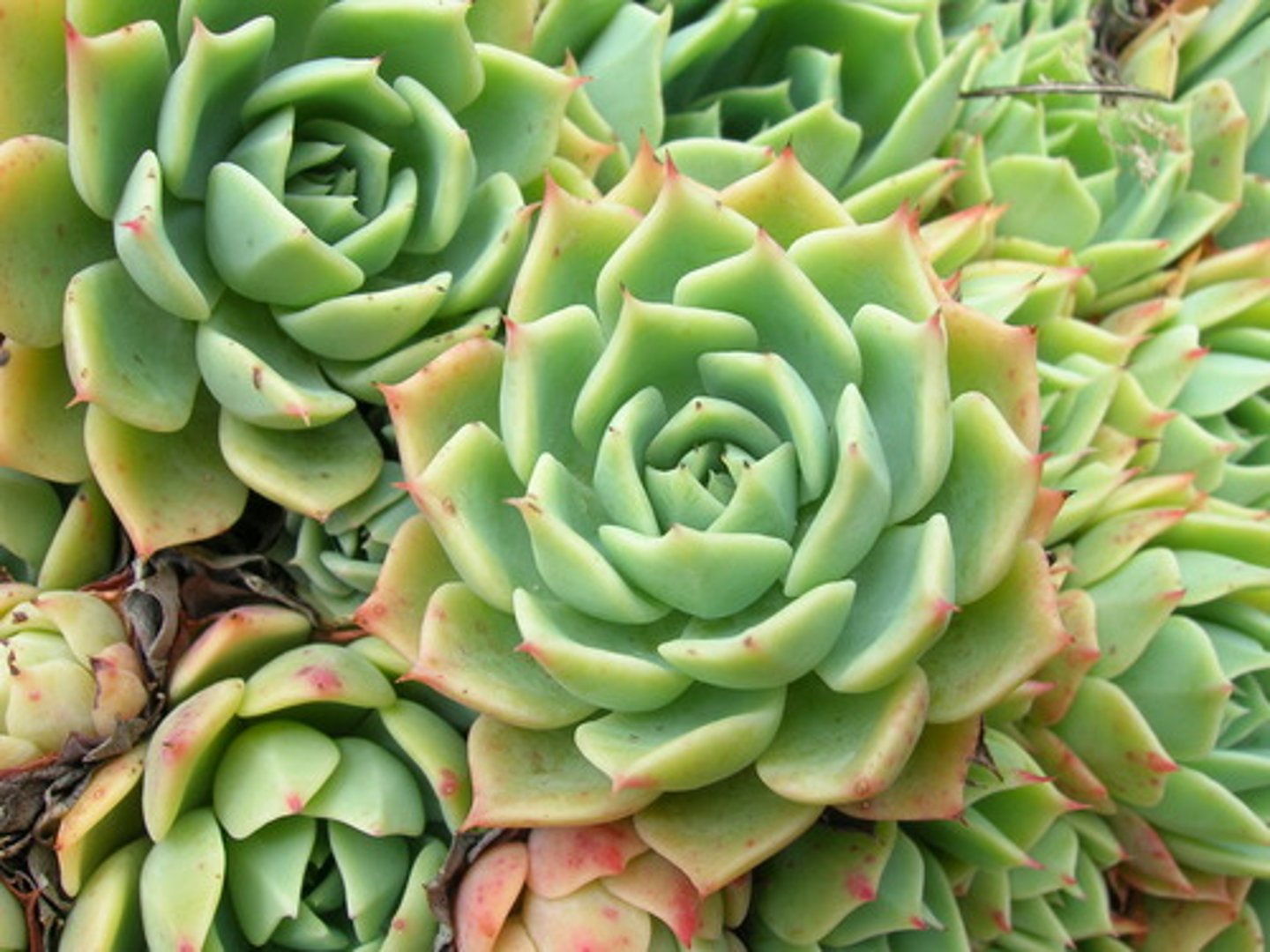<p>Vetplantenfamilie</p>