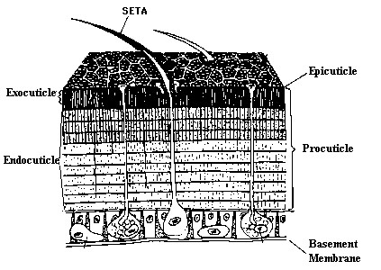<p>layer of cells that secretes the basement membrane and the external cuticle&nbsp;</p>