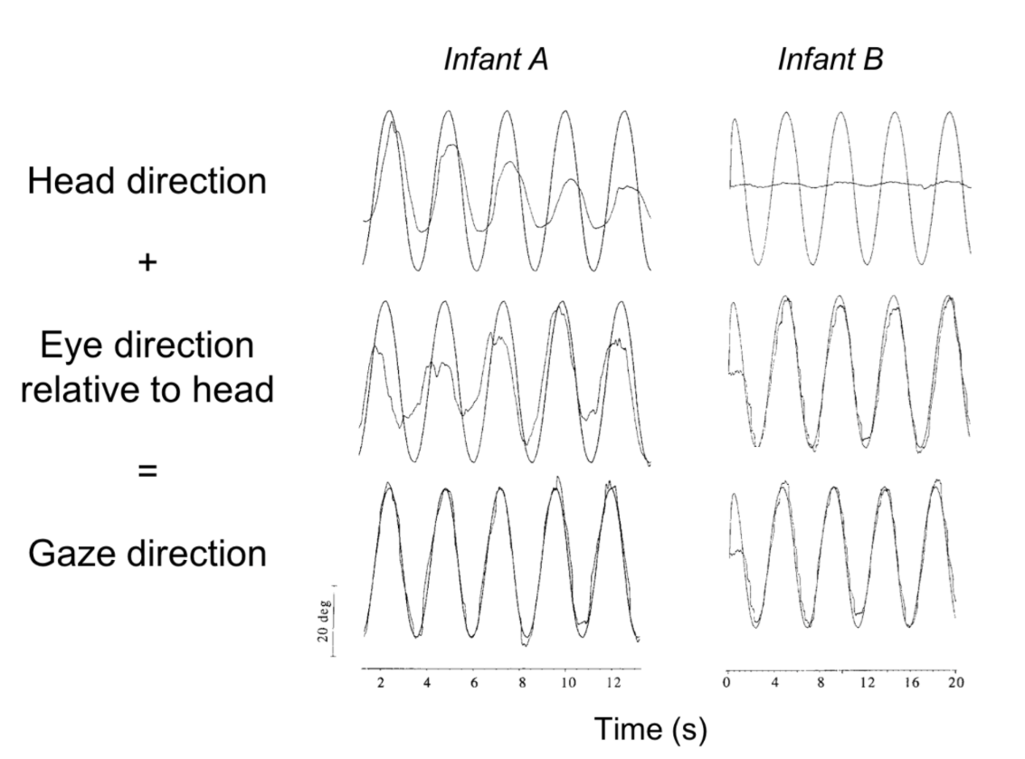 <p><span>The figure below shows how two infants track a moving visual target. In each subplot, the smooth sinusoidal curve indicates how the direction of the visual target changes over time.&nbsp; The other curve is the infant's head direction (top row), eye direction relative to the head (middle row), or gaze direction (bottom row). Which of the following statements about the infants' ages best reflects the typical development of visual tracking?</span></p>