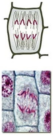 <p>Identify the phase of mitosis</p>