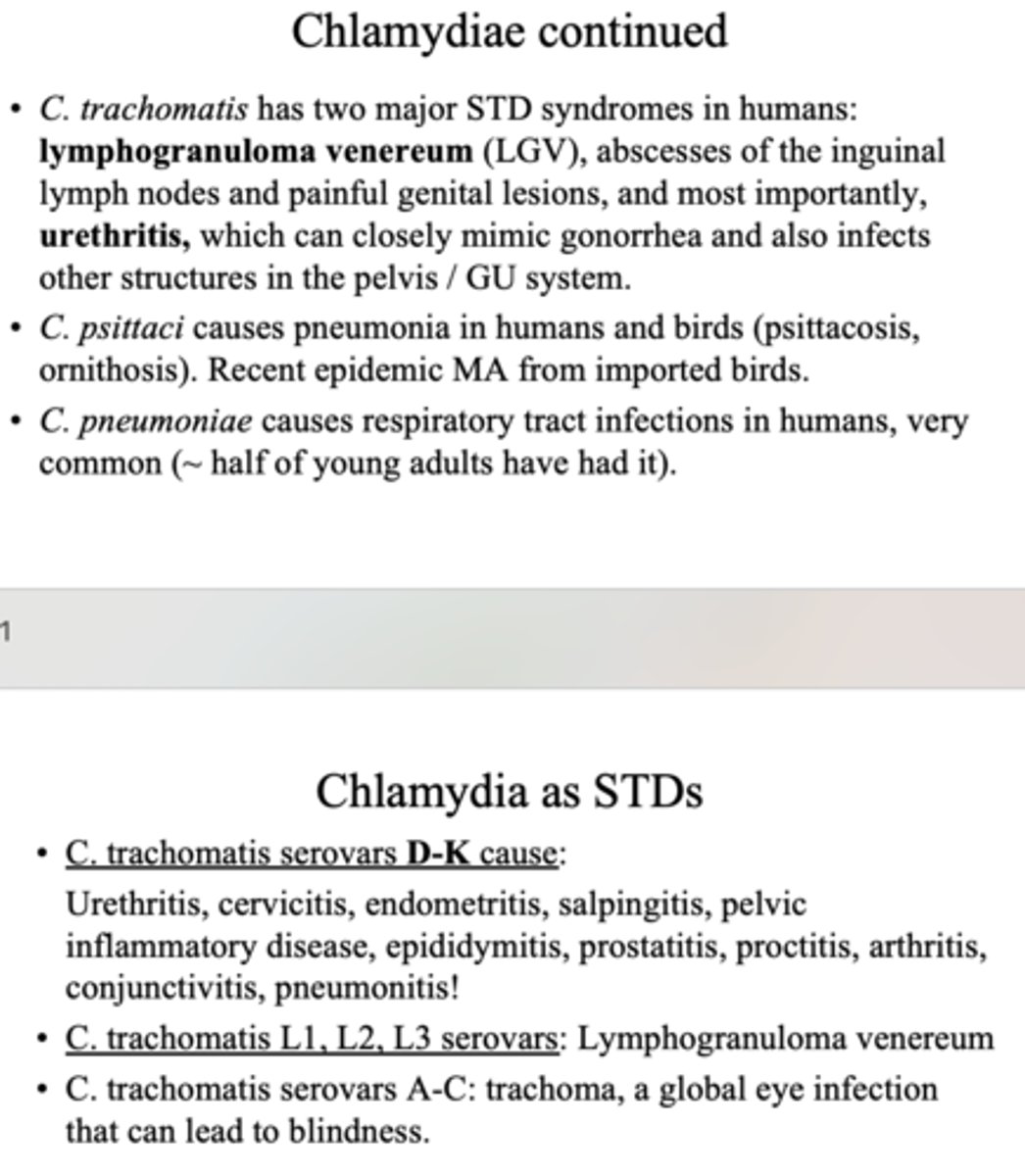 <p>Lymphogranuloma venereum (LGV)</p><p>urethritis (more common - looks similar to GC)</p>
