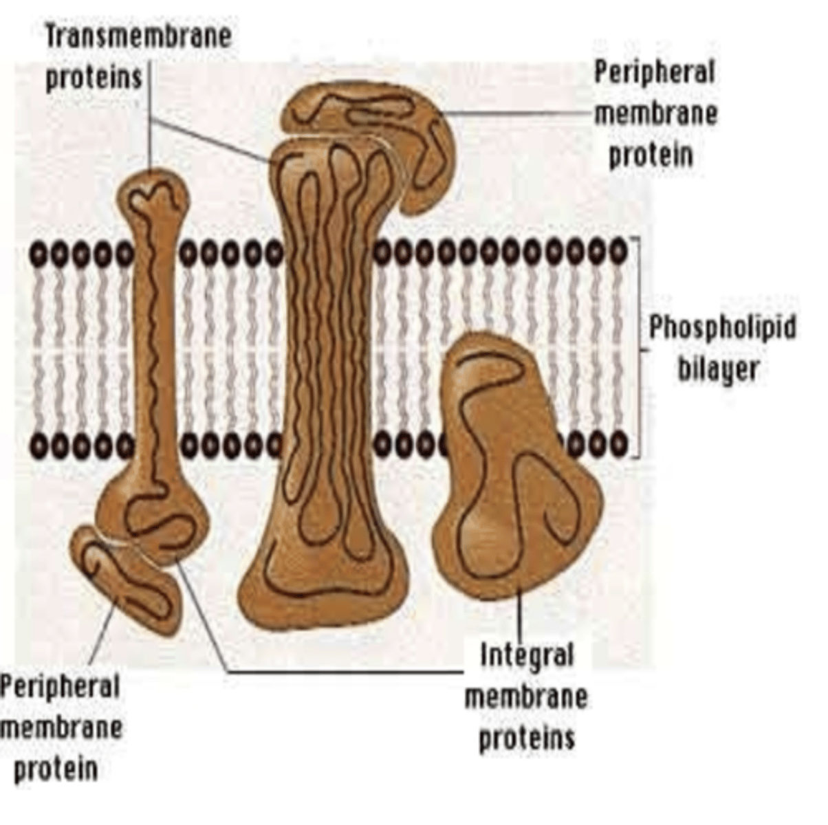 <p>the non-polar hydrophobic linkages of proteins are either where in the plasma membrane? (2)</p>