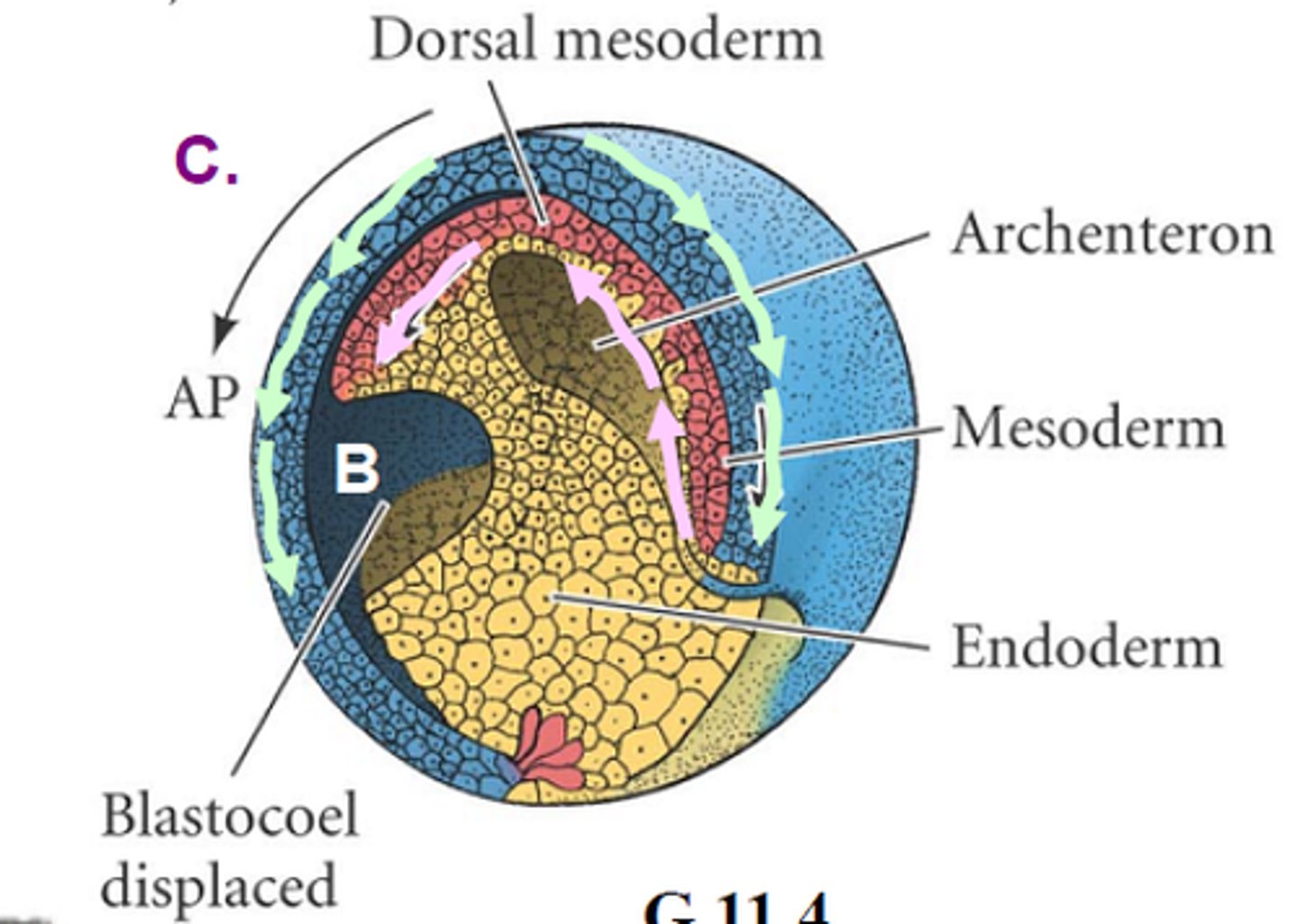 <p>blastocoel</p>