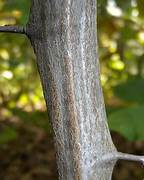<p>musclewood, blue beech</p>