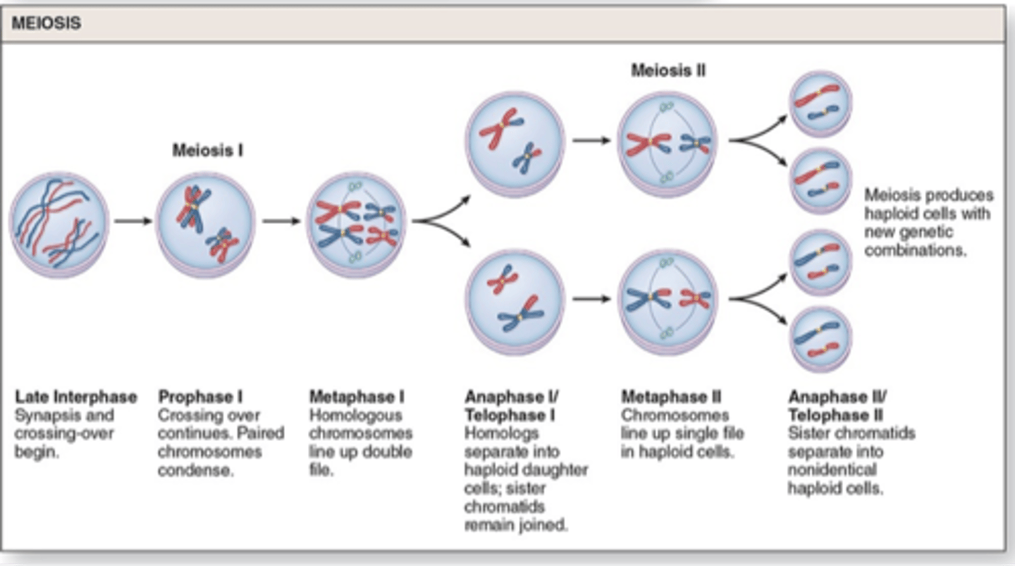 <p>1. two haploid cells (n)</p><p>2. Diploid chromosomes (each chromosome retain the two sister chromatids) </p>