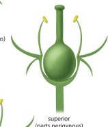 <p>Perigynous flowers (superior ovary)</p>