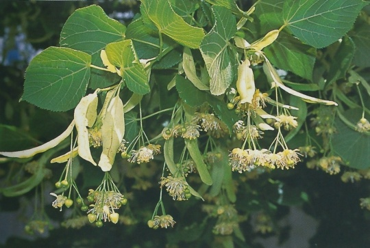 <p>lípa srdčitá </p>