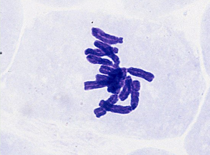 <p>chromosomes line along equator of cell</p>
