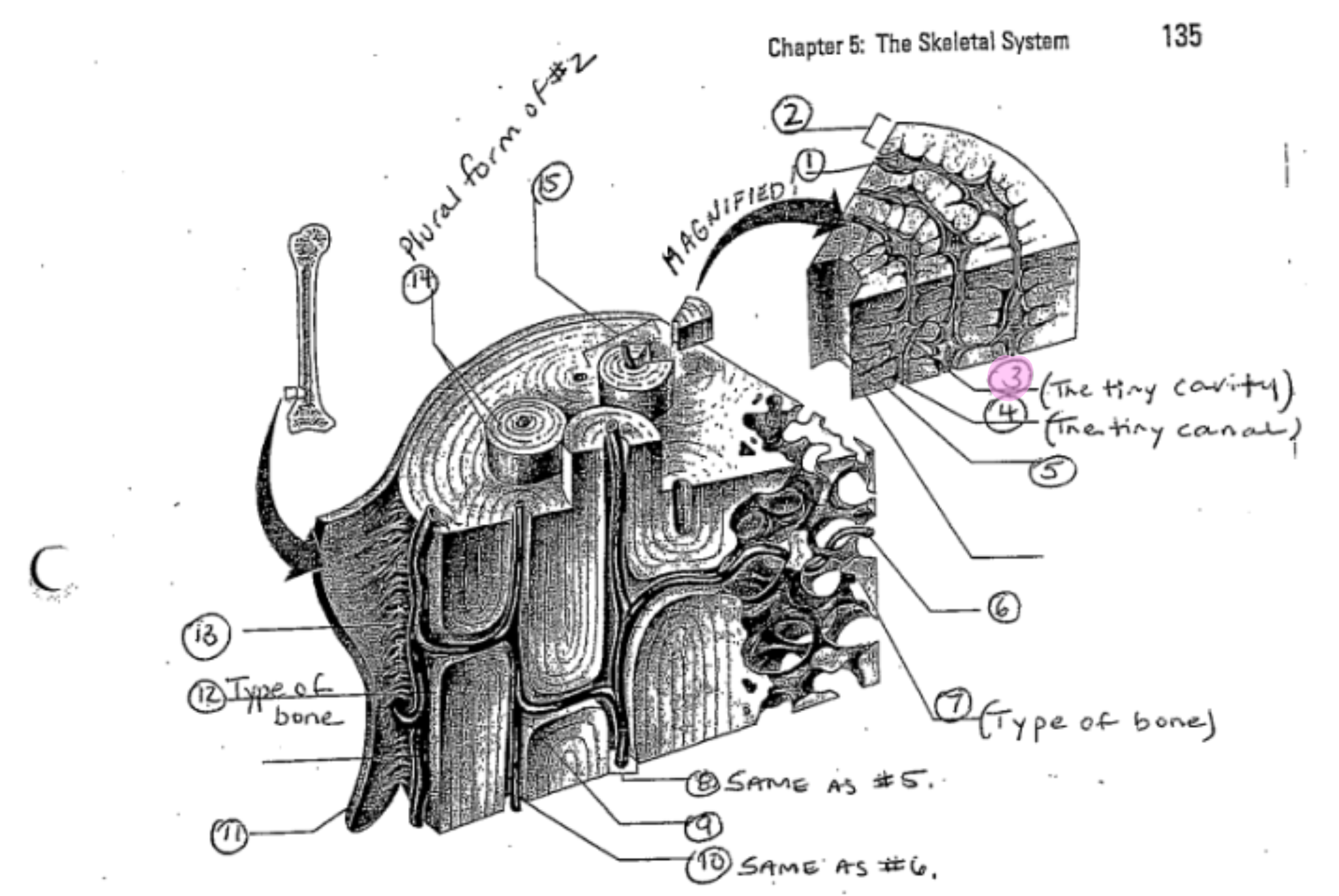 term image