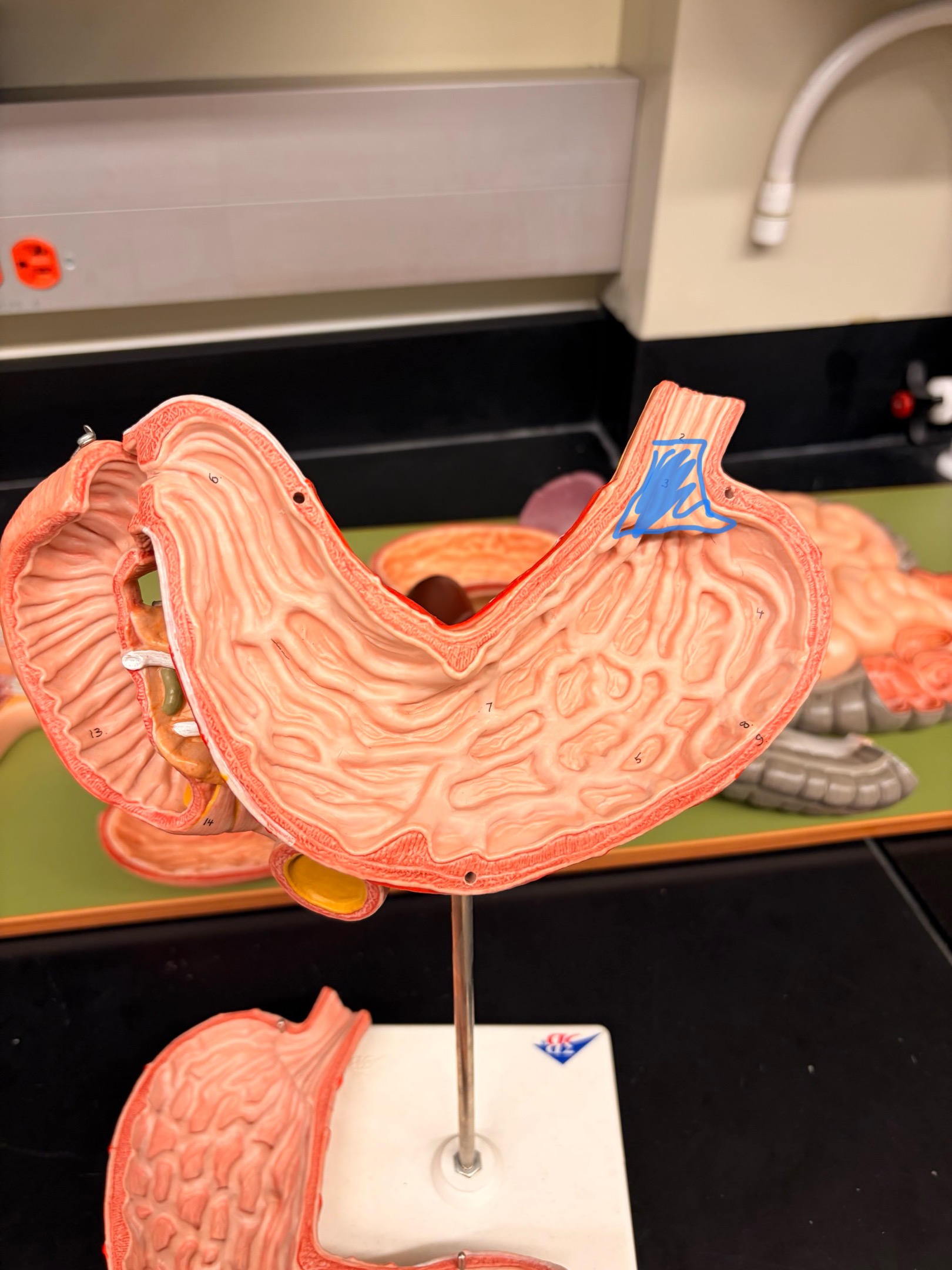 knowt flashcard image