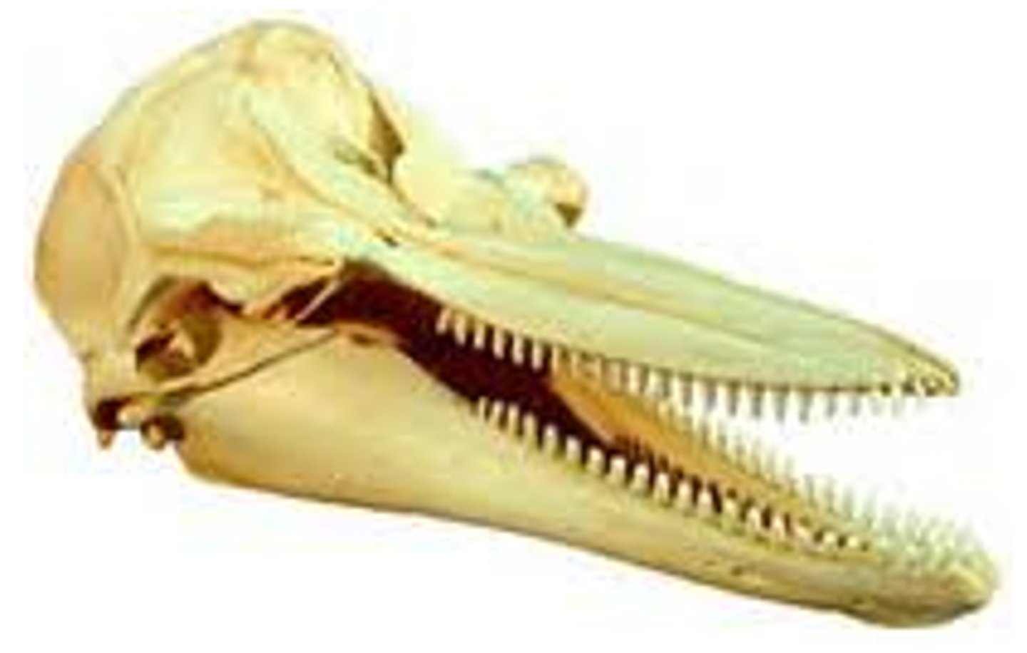 <p>all teeth are the same</p><p>-no difference of tooth type in the jaw</p>