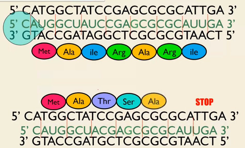 <p>Frameshift Mutation </p>