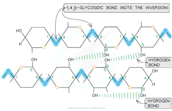 <p>Parallel chains of cellulose are grouped into bundles known as microfibrils. These microfibrils are tightly packed and extensively connected by hydrogen bonds, which significantly enhance the tensile strength of cellulose. This high tensile strength ensures that cellulose can resist stretching forces, making it capable of withstanding the turgor pressure exerted by water-filled plant cells.</p>