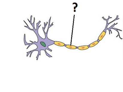 <p>glial cells that form the myelin sheath on axons for insulation which seeps up the propagation of the AP via saltatory conduction. </p>