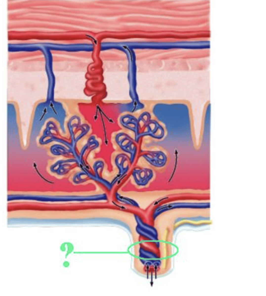 <p>umbilical cord</p>