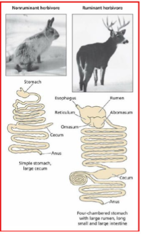 <p>selenodont dentition, canines reduced of absent, broad molars (crushing, shredding, and grinding), fermentation (hindgut and foregut), enlarged cecum</p>