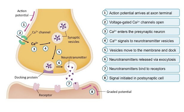 <ul><li><p>Calcium enters the cell which causes depolarization</p><ul><li><p>important for some cardiac muscle cells to generate action potentials</p></li></ul></li><li><p>Plays significant role in action potentials</p><ul><li><p>regulates the voltage-gated sodium channels</p></li><li><p>regulation of neurotransmitter secretion at the presynaptic terminal </p></li></ul></li><li><p><strong>Hypocalcemia</strong>- lower levels of Ca<sup>2+</sup> in the blood</p></li></ul><p></p><p></p>