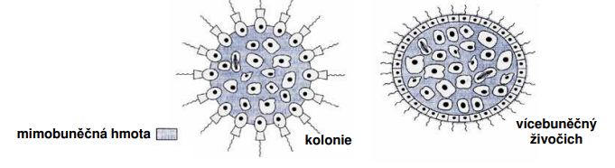 <p>• mnohobuněčné tělo složené z diploidních buněk</p><p>• tělo není kolonie (u kolonie nejsou buňky navzájem propojené, nepředávají si živiny, potravu přijímají samostatně</p><p>• buňky mají vlastnosti, které umožňují vzájemné rozpoznávání, adhezi, komunikaci a udržování tvaru těla i jednotlivých orgánů</p><p>• apoptoza (predeterminovaná buněčná smrt, řízena geneticky)</p><p>• povrchové buňky nejsou odděleny mezibuněčnou hmotou a tvoří tedy kontinuální tkáň (epitel)</p><p>• mimobuněčná hmota má dvě vrstvy:</p><p>a) povrchovou – komunikace s vnějším prostředím a ochrana,</p><p>b) vnitřní – obsahuje buňky pojiv a tvoří tzv. bazální laminu povrchových buněk</p><p></p>