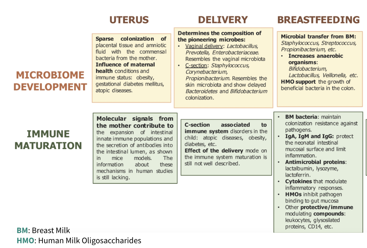 <ul><li><p>from a vaginal birth: the microbiome is exposed to vaginal secretions</p></li><li><p>from a C-section birth: the microbiome is exposed to only the parent’s skin</p><ul><li><p>this can lead to allergies, asthma, etc.</p></li><li><p>the solution is to try and swab newborn with vaginal secretion to try and mimic a vaginal birth’s benefits</p></li></ul></li></ul><p></p>