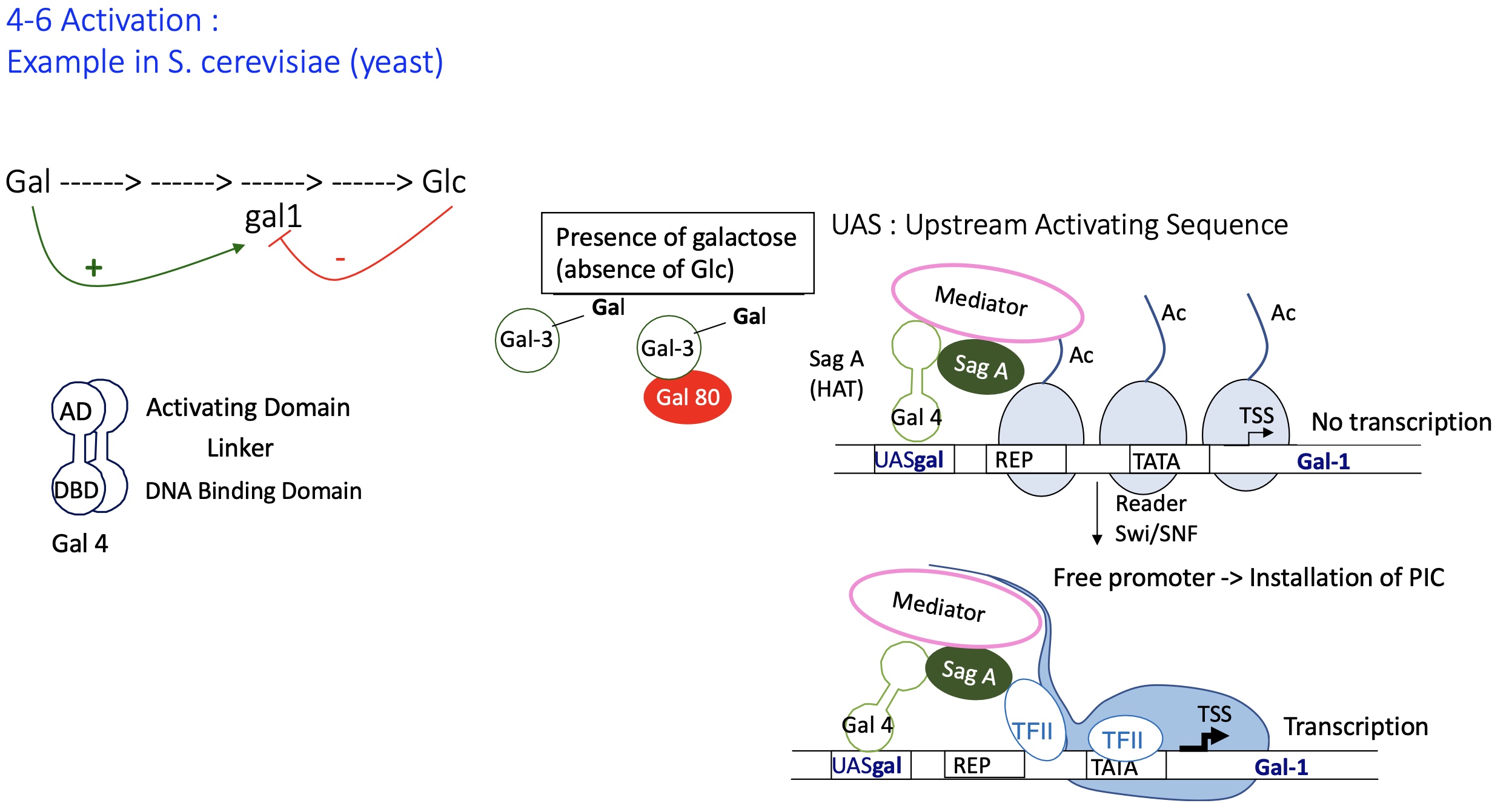 <p>presence of galactose (absence of Glc) :</p><ul><li><p>Gal 3 binds w/ Gal&nbsp;80 —&gt; repressing the activity of Gal 80 and can no longer bind to Gal4</p></li><li><p>Gal4 no longer inhibited by Gal80</p></li><li><p>Gal4 bound to UAS recruits writer SagA that acylated histone tails </p></li><li><p>installation of mediator but no transcription </p></li><li><p>reader Swi/SNF recognises Ac histones and allows the sliding of nucleosomes </p></li><li><p>promoter is free and TFII can now bind and permit installation of PIC takes place </p></li></ul><p>transcription of GAL genes takes place e.g genes coding for enzymes that metabolise Gal</p><p></p>