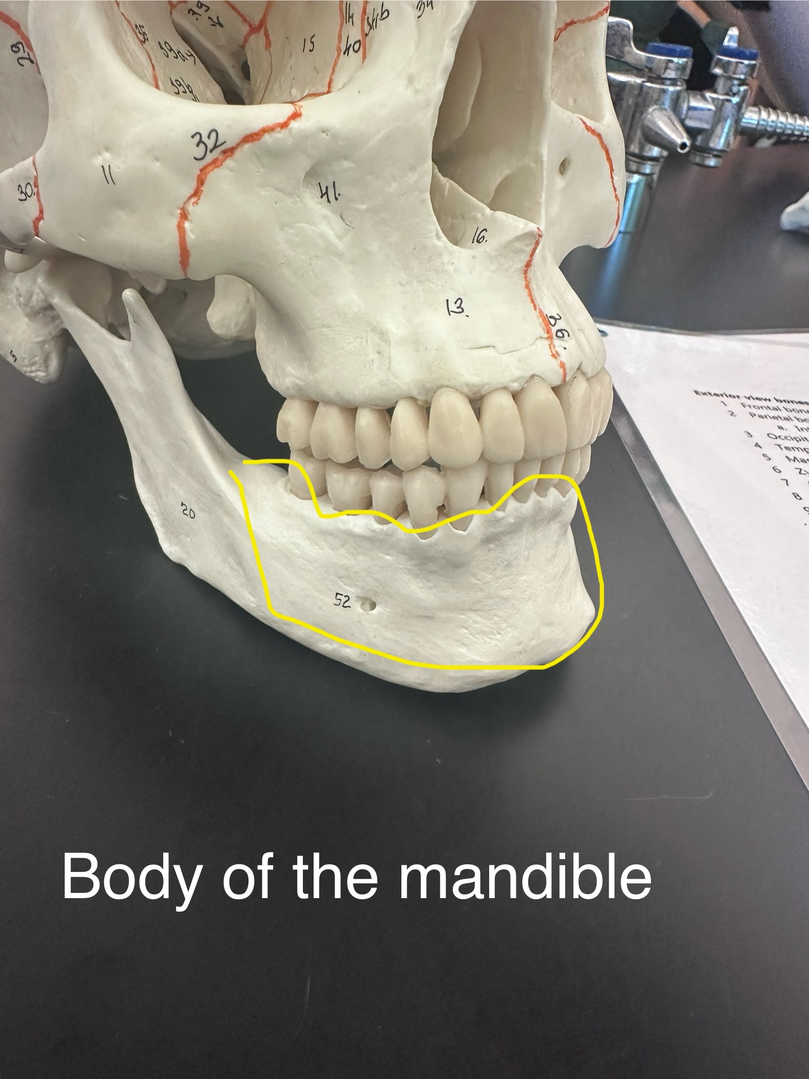 <p>Body of the mandible</p>