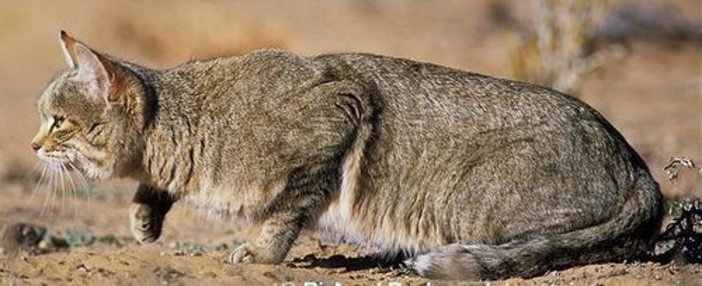 <p>Cats show fewer pronounced changes in structure and body size and retain the ability to hunt independently.</p>