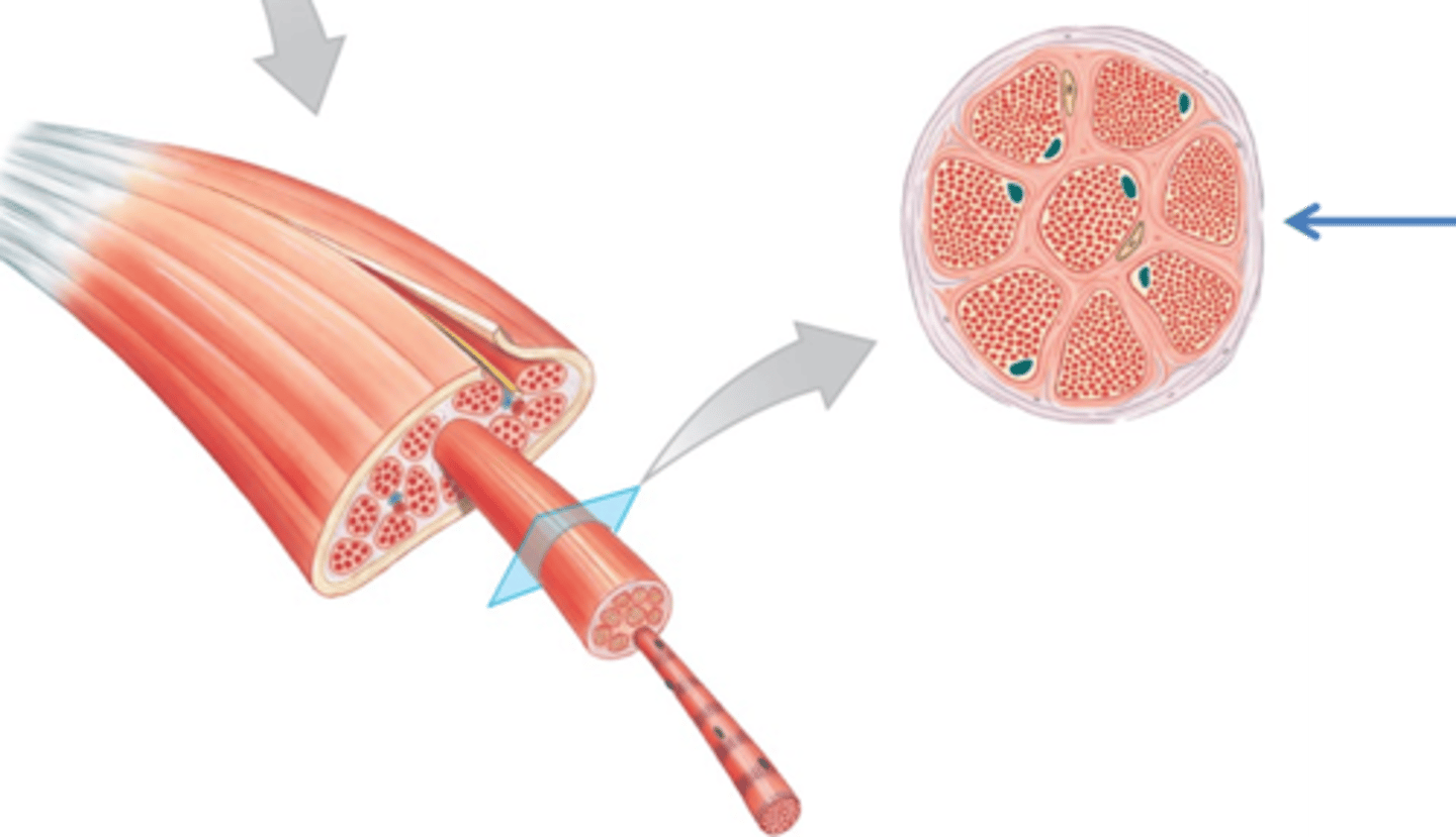 <p>Bundle of muscle fibers surrounded by connective tissue.</p>