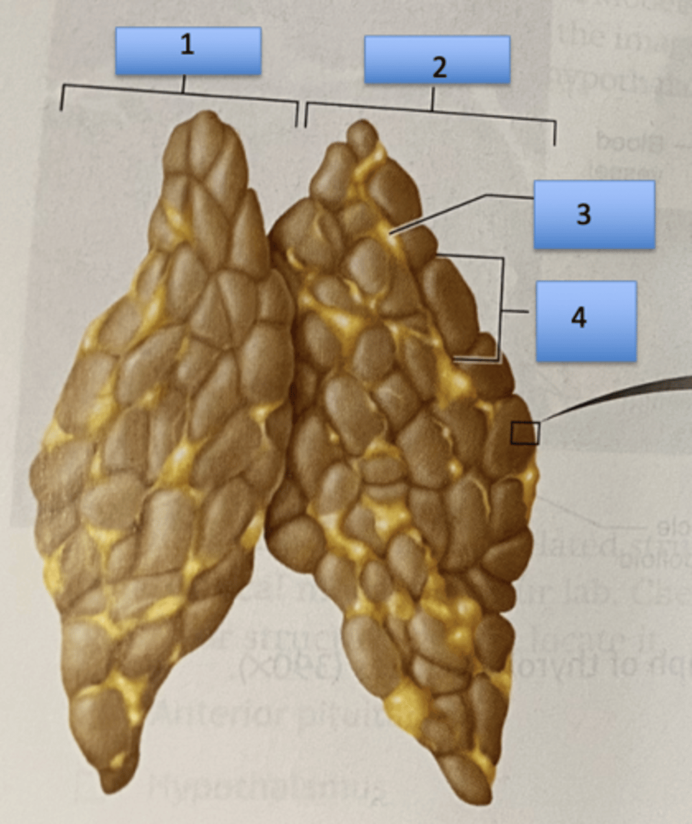 <p>1. right lobe</p><p>2. left lobe</p><p>3. adipose tissue</p><p>4. Thymic lobule</p>