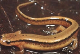 <p>Eurycea bislineata</p>